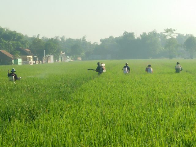 Petugas dari Kodim 0812, Dinas Pertanian dan petani menyemprot padi yang diserang hama wereng.